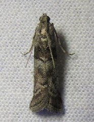 Promylea lunigerella