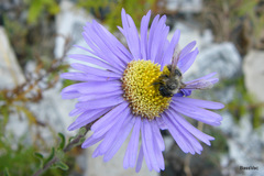 Aster flaccidus