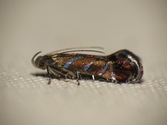 Strobisia proserpinella