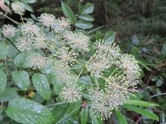Aralia cordata