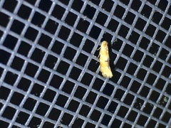 Bucculatrix coronatella