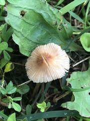 Pseudosperma friabile