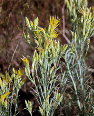 Ericameria nauseosa speciosa