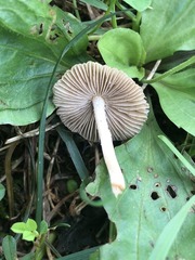 Pseudosperma friabile