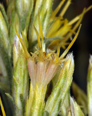 Ericameria nauseosa speciosa