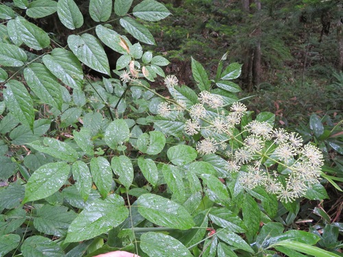 Image of Aralia cordata by (c) Marco Mussita, some rights reserved (CC BY)