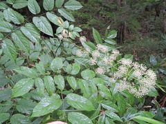 Aralia cordata