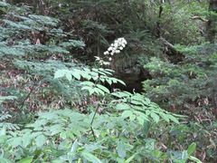 Aralia cordata