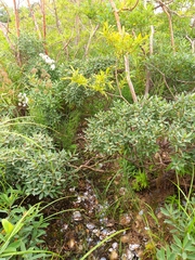 Myrica gale tomentosa