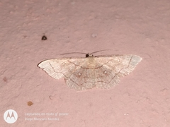 Cyclophora coecaria