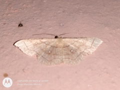 Cyclophora coecaria
