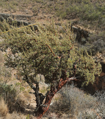 Polylepis besseri