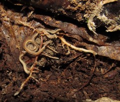 Andrognathus corticarius