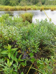 Myrica gale tomentosa