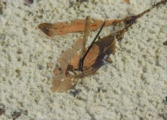 Argia sedula