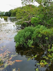 Myrica gale tomentosa