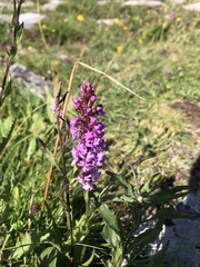 Gymnadenia