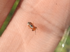 Isthmocoris imperialis