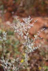 Eriogonum annuum