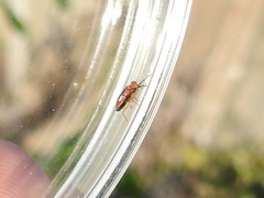 Isthmocoris imperialis