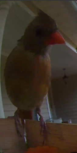 Northern Cardinal photographed in Mississippi