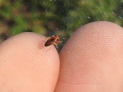 Isthmocoris imperialis