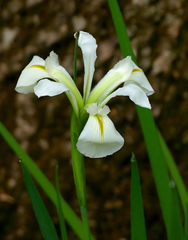 Iris brevicaulis