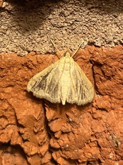 Crocidophora tuberculalis