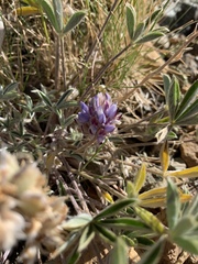 Lupinus lapidicola
