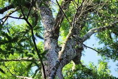 Cedrela fissilis