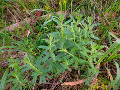 Gonocarpus elatus