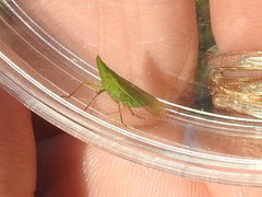 Rhynchomitra recurva