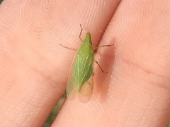 Rhynchomitra recurva