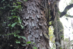 Parapiptadenia rigida