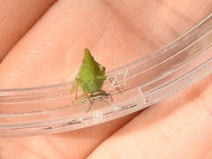 Rhynchomitra recurva