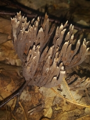 Thelephora anthocephala