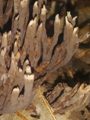 Thelephora anthocephala