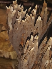 Thelephora anthocephala