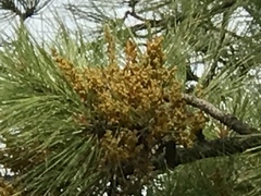 Arceuthobium vaginatum cryptopodum