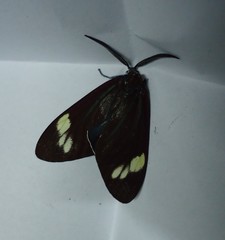 Cyclosia papilionaris