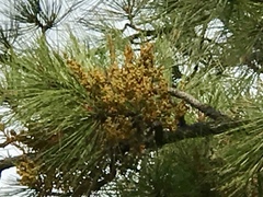 Arceuthobium vaginatum cryptopodum