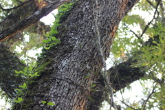 Parapiptadenia rigida