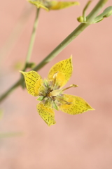 Frasera paniculata