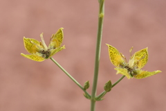 Frasera paniculata