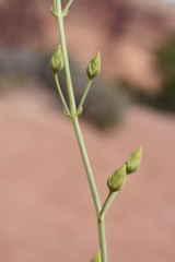 Frasera paniculata