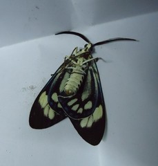 Cyclosia papilionaris