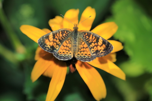 Pearl Crescent, Forest Home, NY 14850, USA, photo 9 of 10