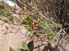 Kageneckia lanceolata