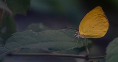 Pyrisitia dina westwoodi