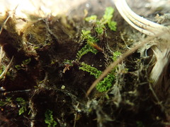 Fossombronia longiseta